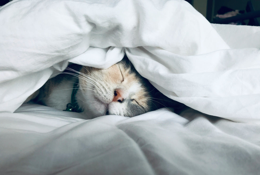 sleeping-cat